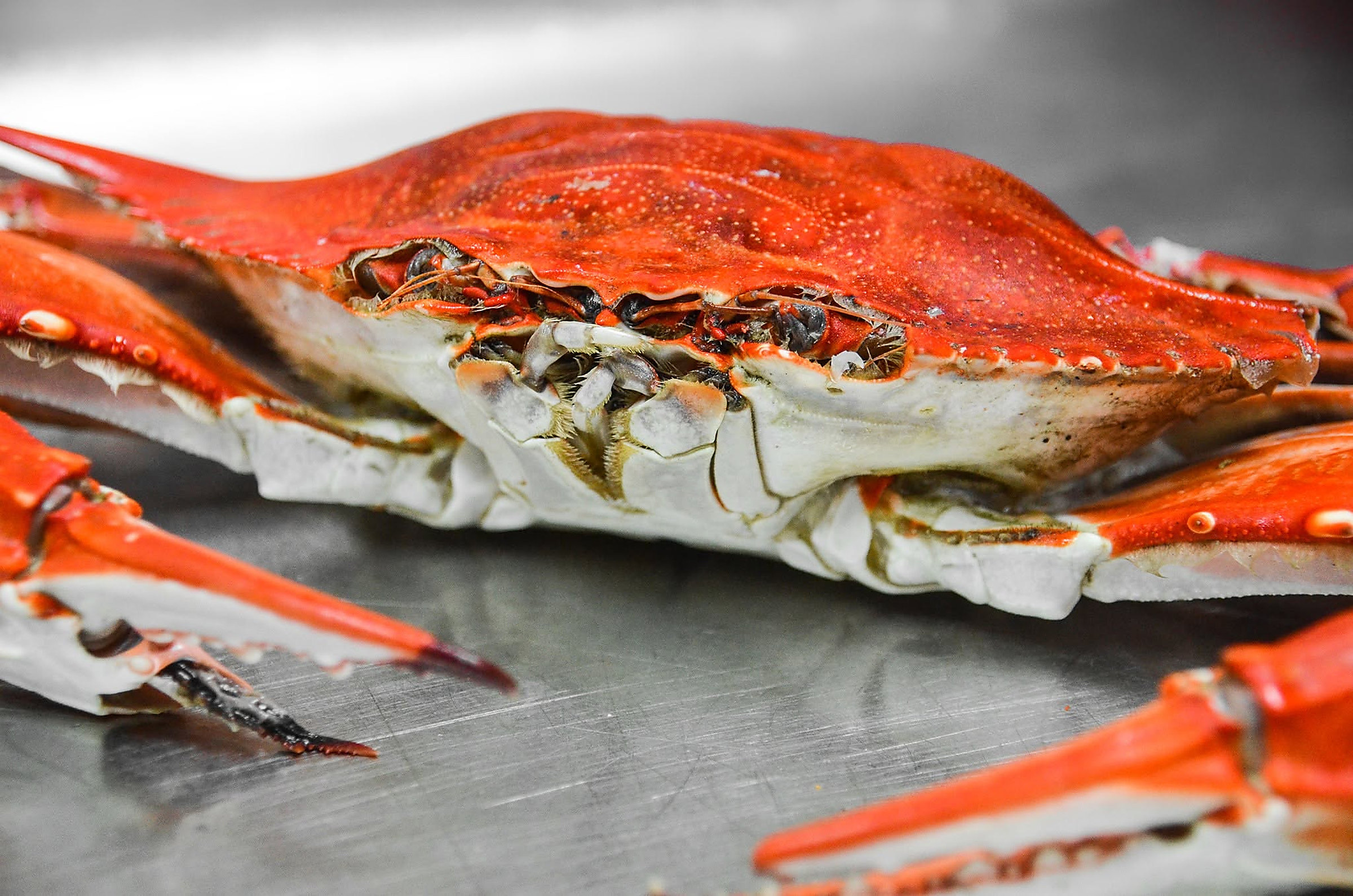 A steamed Maryland blue crab, seasoned and close up