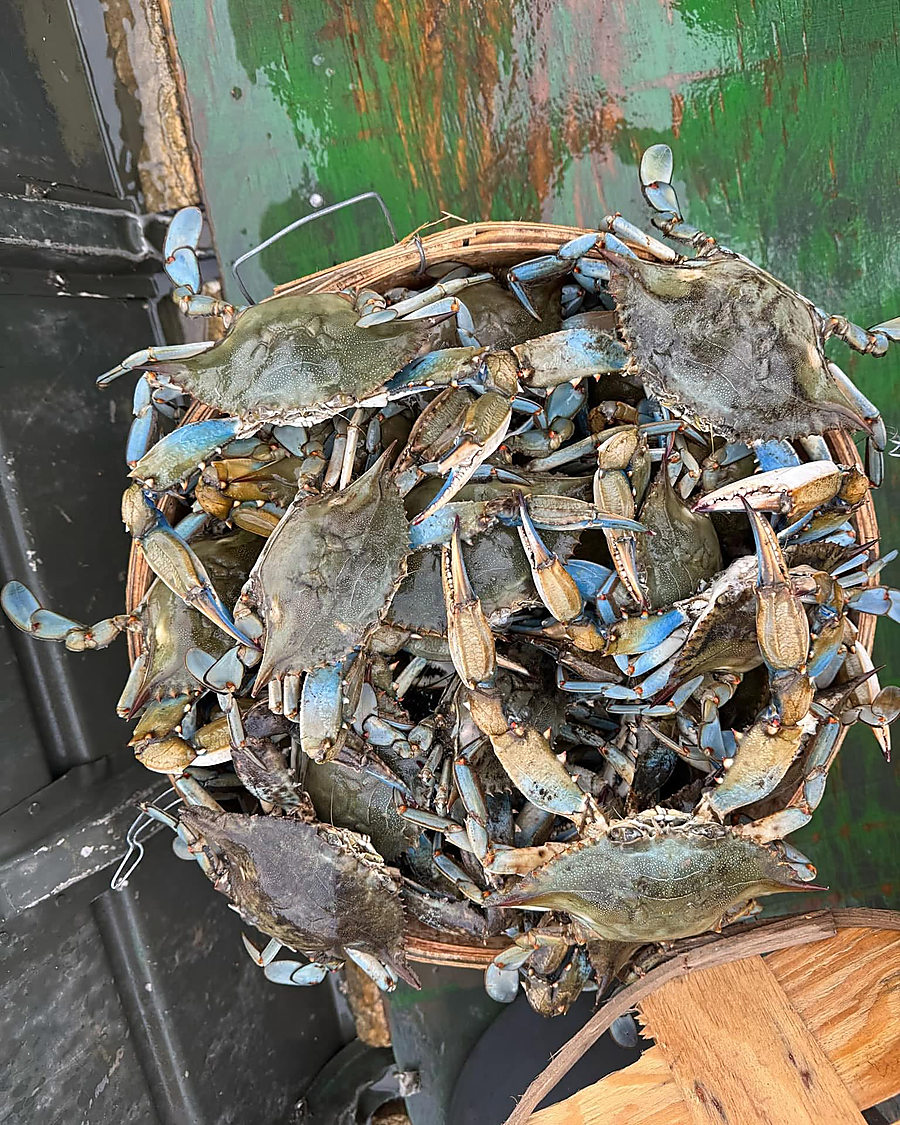 A bushel basket of live Maryland blue crabs