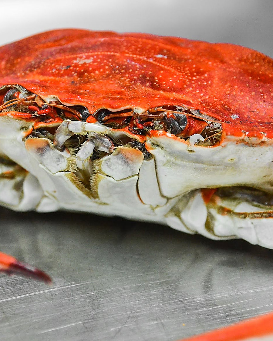 A steamed Maryland blue crab, seasoned